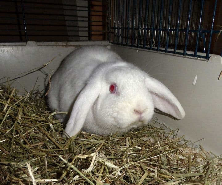 Foto von lieber Widder Ciro ist E.c. positiv