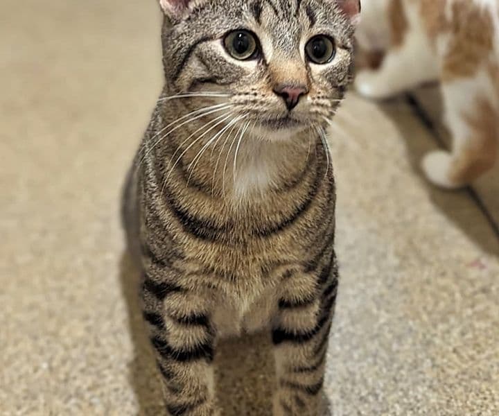 Foto von junger Tiger Coco