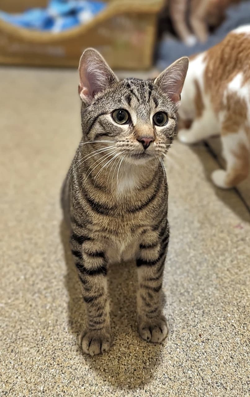 Foto von junger Tiger Coco