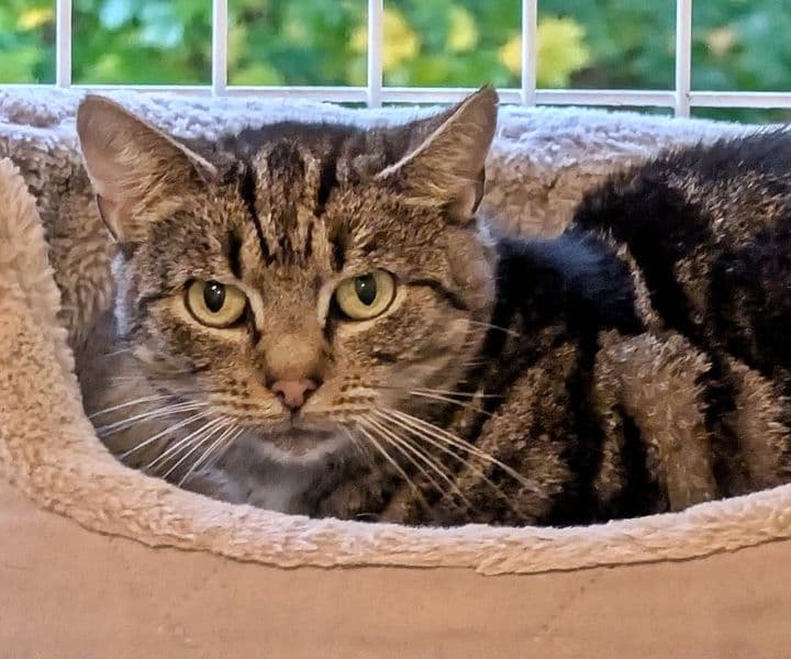 Foto von kleiner "Wildling" Coco