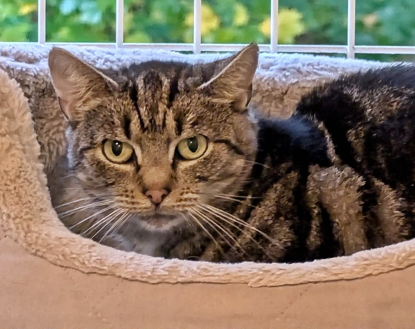 Foto von kleiner "Wildling" Coco