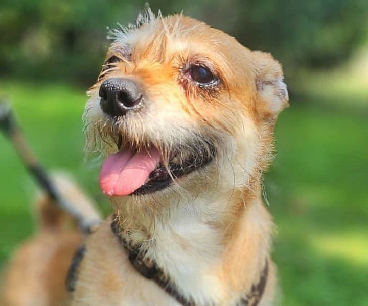 Foto von kleine Schmusebacke Coco