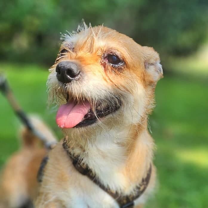 Foto von kleine Schmusebacke Coco