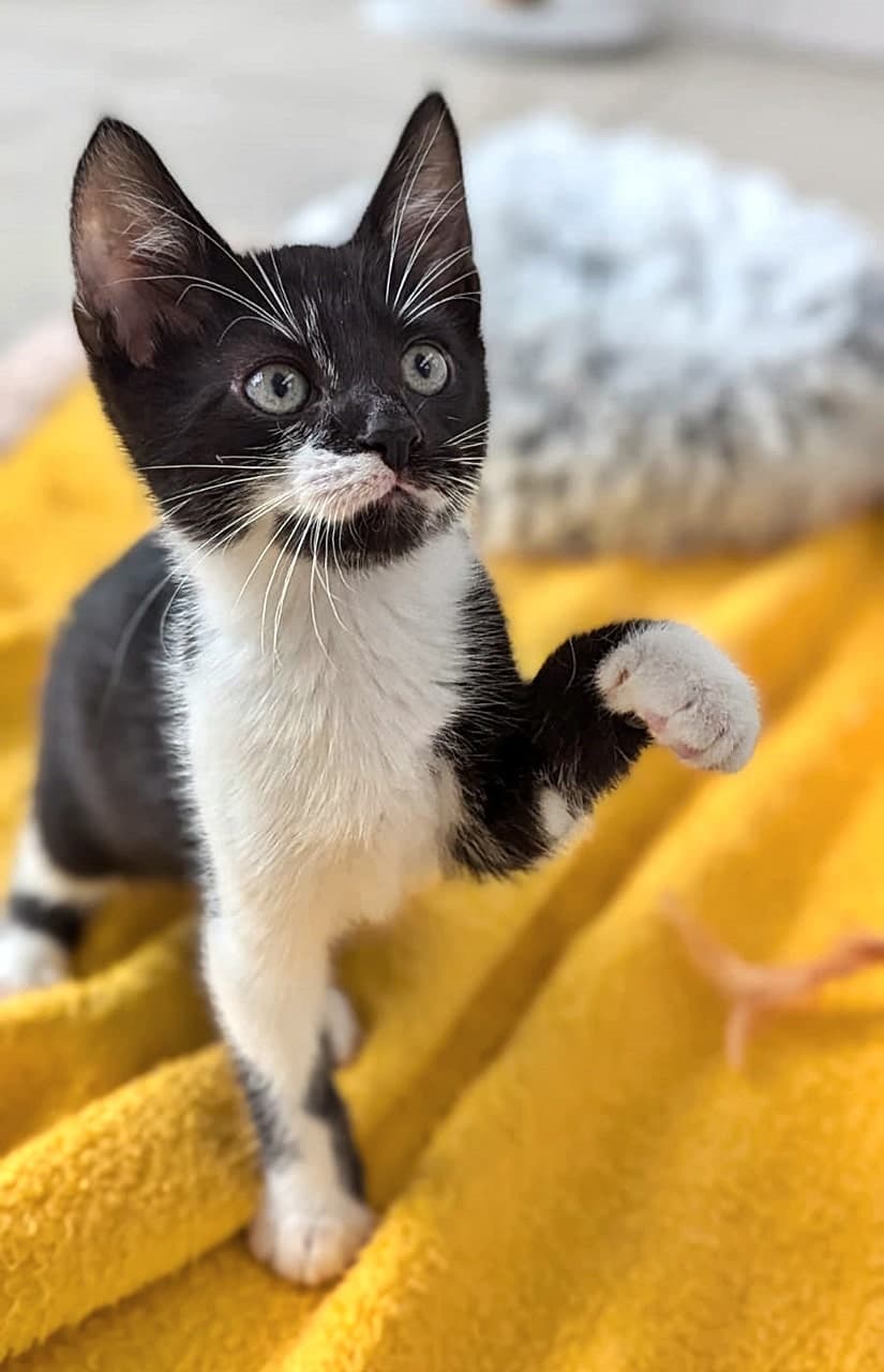 Foto von quirlige Brüder Cody und Zack
