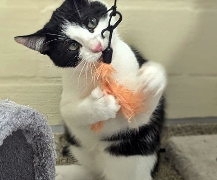 Foto von verspielter Jungkater Connor