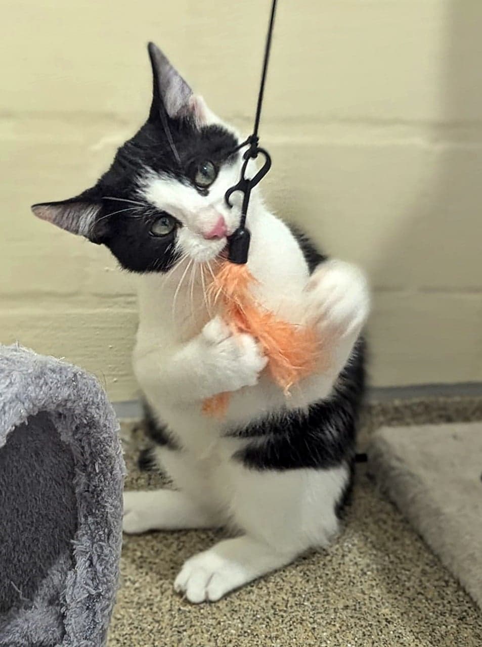 Foto von verspielter Jungkater Connor