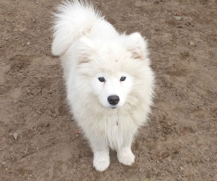 Foto von der kleine Cooper wurde ausgesetzt