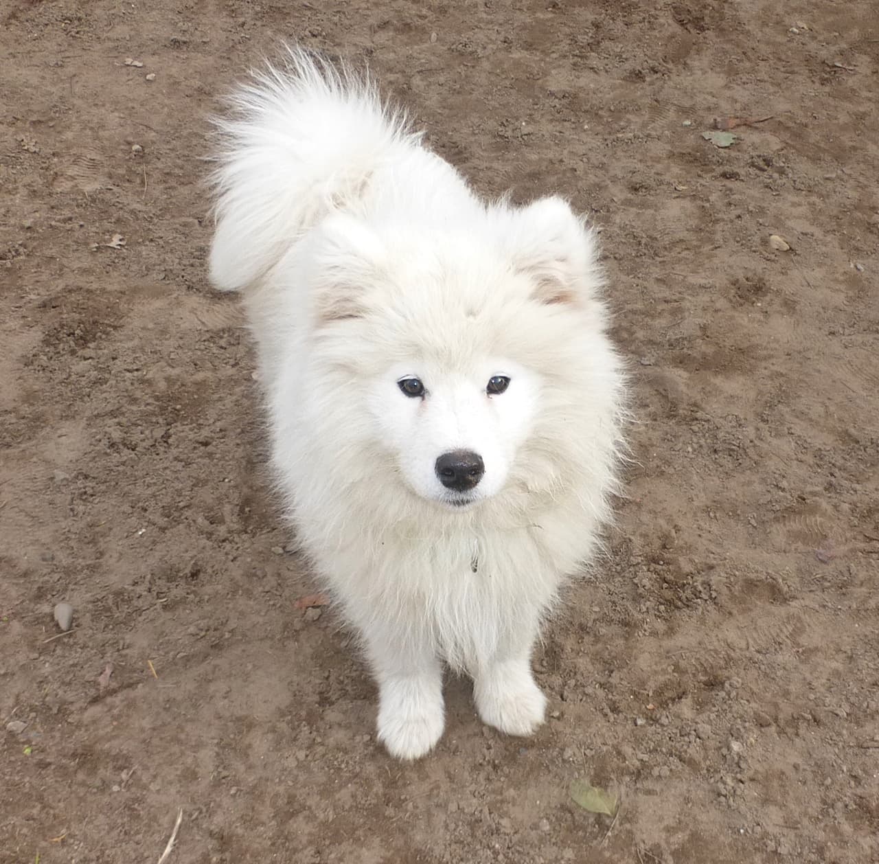 Foto von der kleine Cooper wurde ausgesetzt
