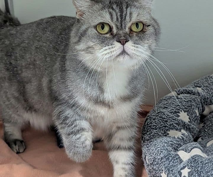 Foto von liebenswerte Katzendame Cora (mit Video), feline Coronavirus-Trägerin