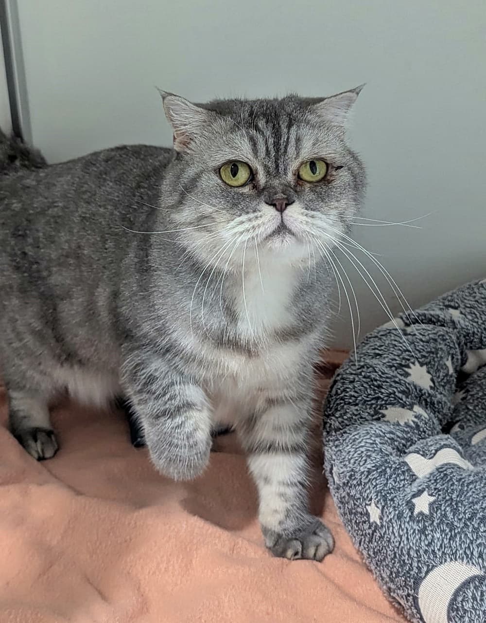 Foto von liebenswerte Katzendame Cora (mit Video), feline Coronavirus-Trägerin
