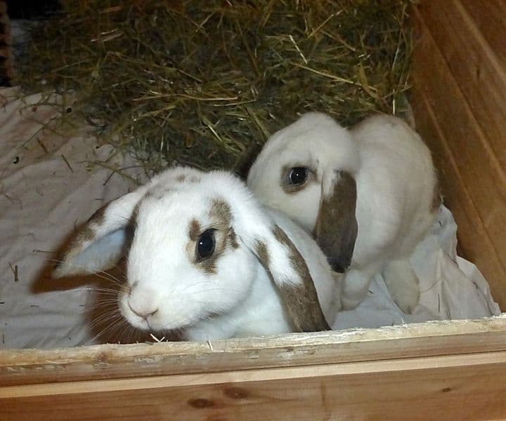 Foto von Cosmo und Eros