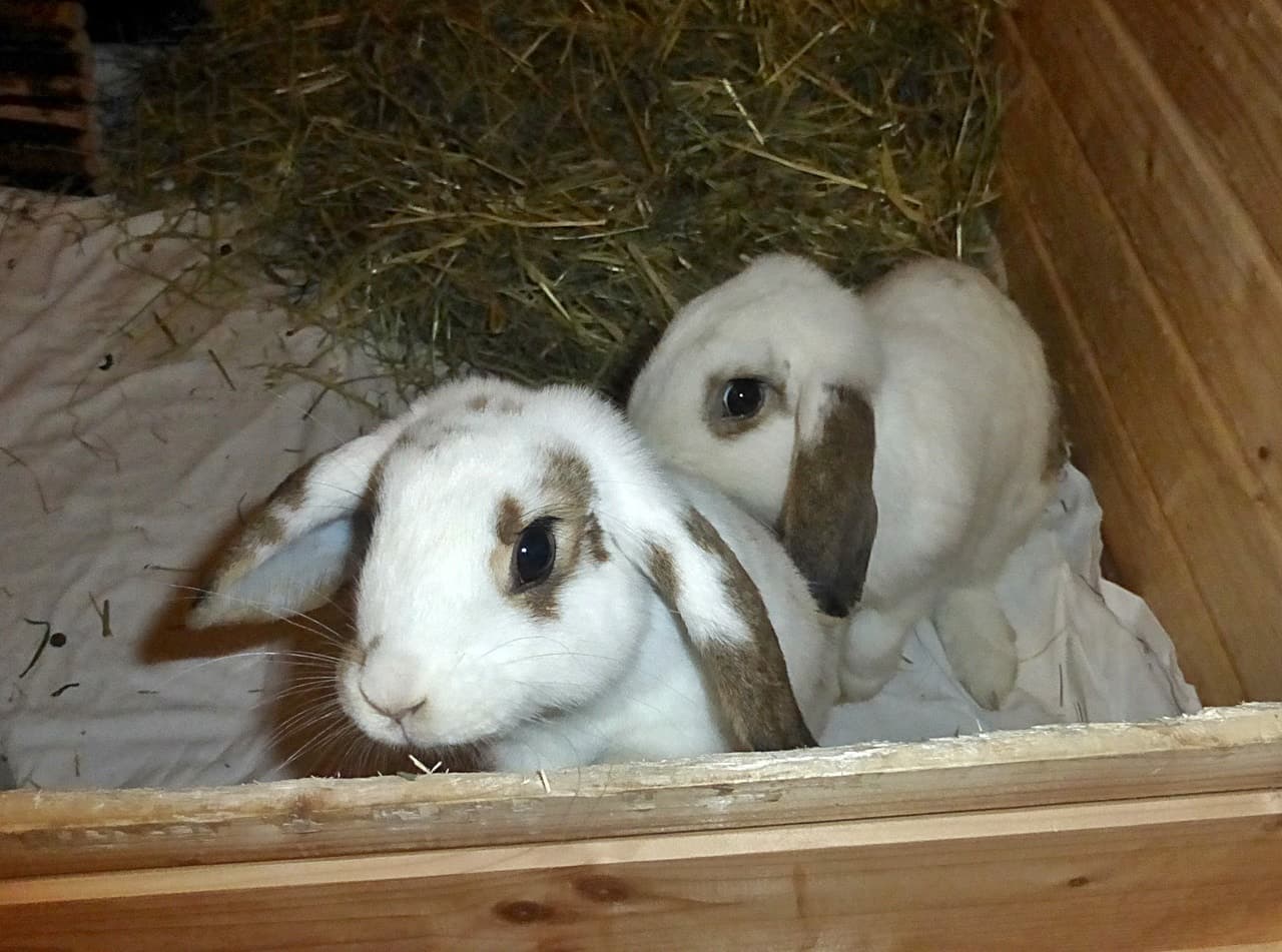 Foto von Cosmo und Eros
