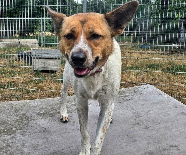 Foto von temperamentvolle hübsche Daisy