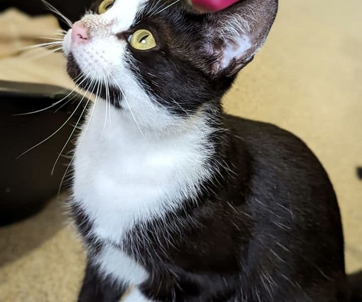 Foto von liebe Schmusekatze Daisy
