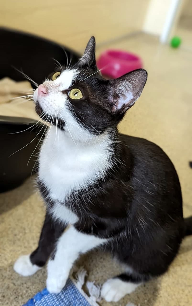Foto von liebe Schmusekatze Daisy
