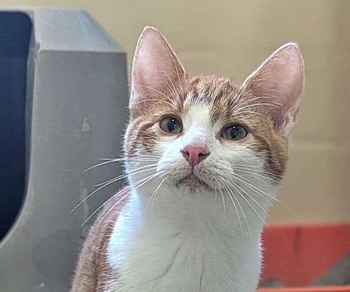 Foto von Verspielter Dandelion sucht einen Partner