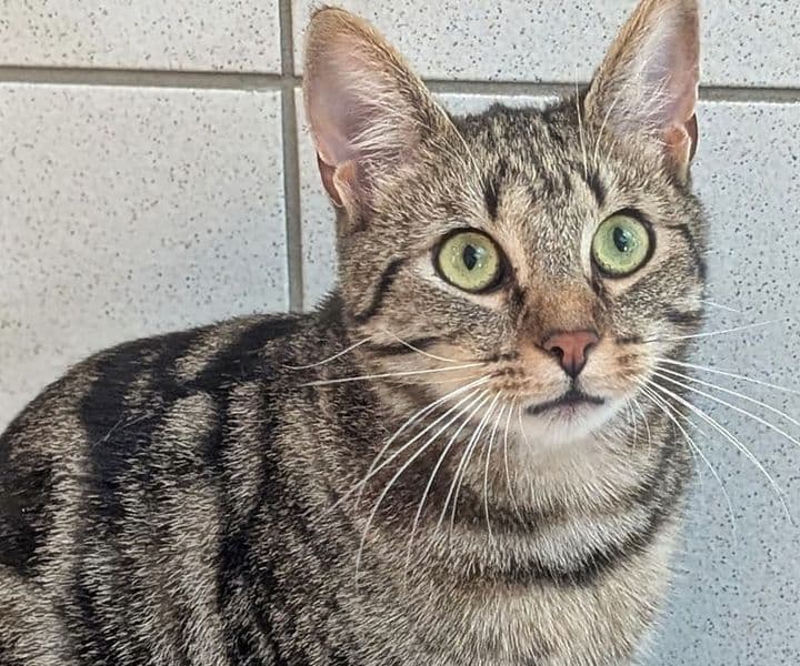 Foto von lieber vorsichtiger Brauntiger Davidson (mit Video)