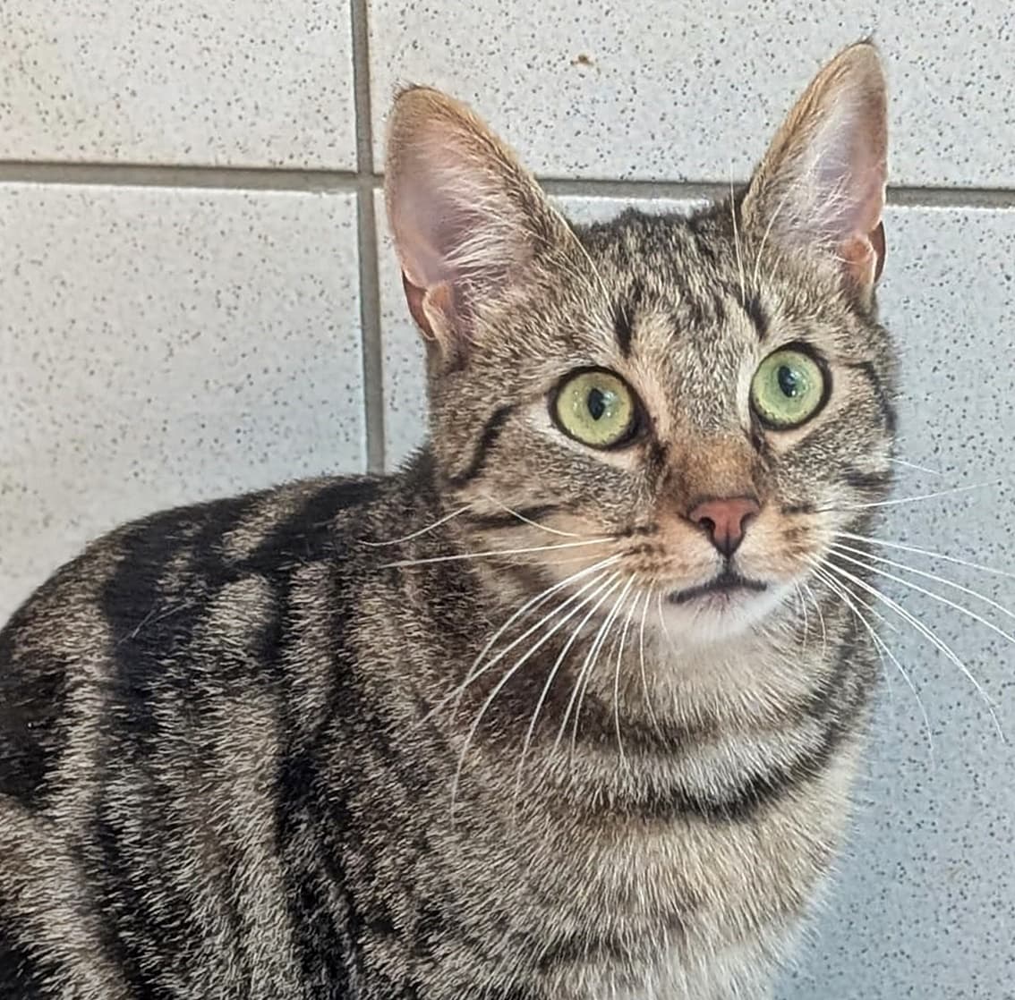 Foto von lieber vorsichtiger Brauntiger Davidson (mit Video)