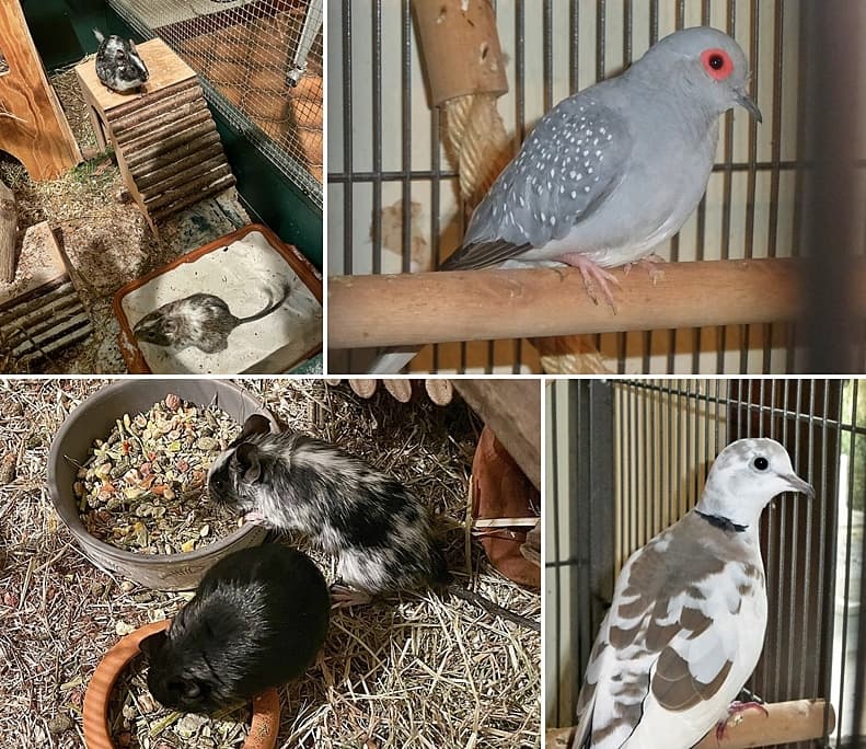 Täubchen und Degus suchen ein artgerechtes Zuhause