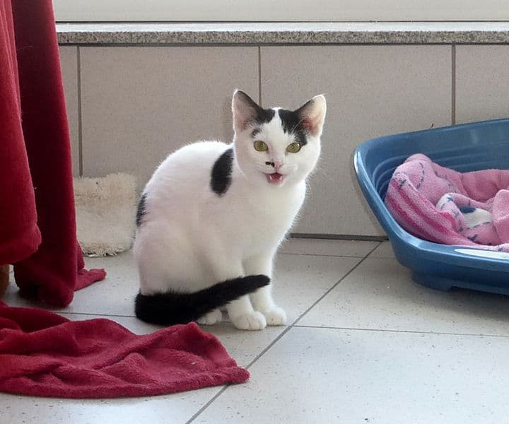 Foto von kleiner schüchterner Demmi
