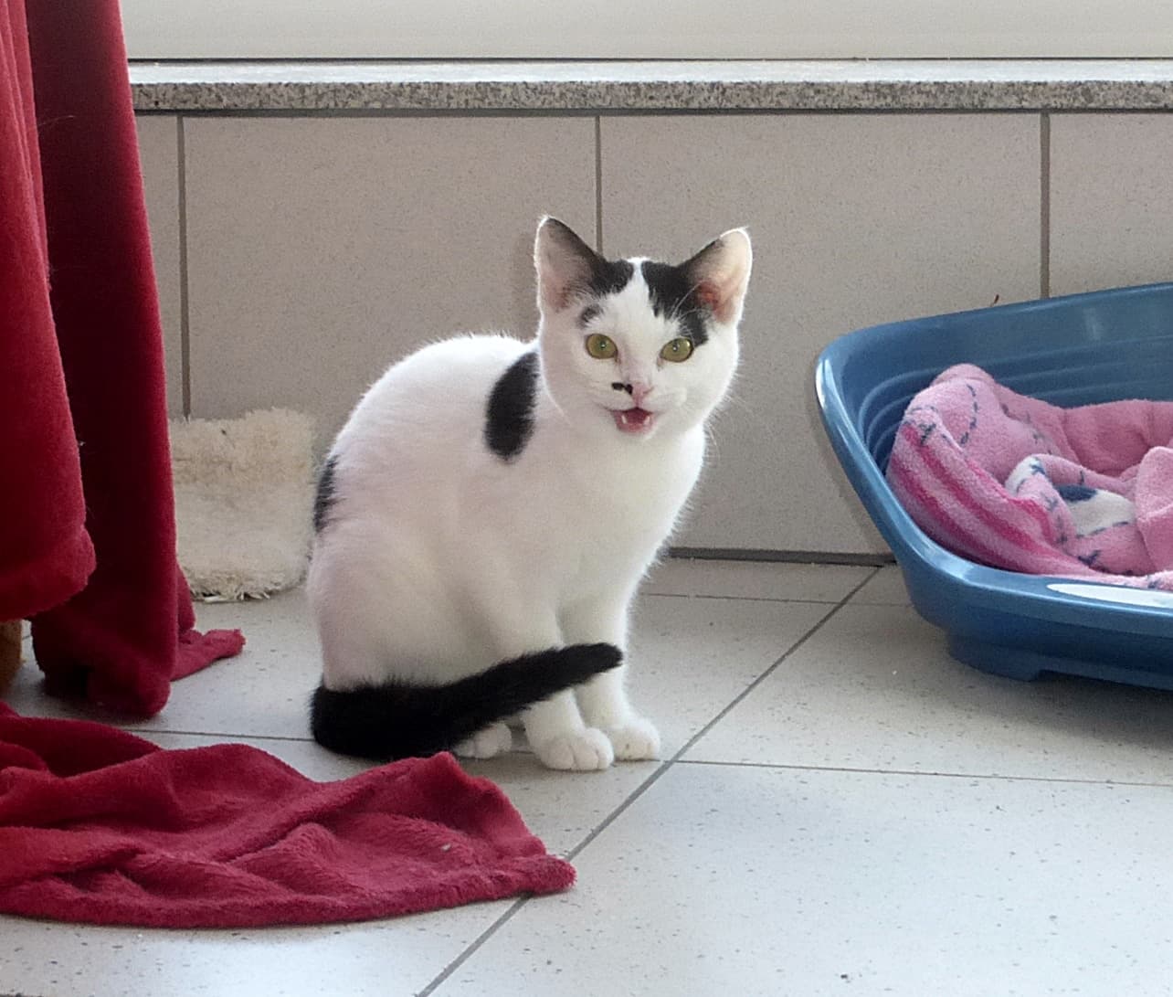 Foto von kleiner schüchterner Demmi