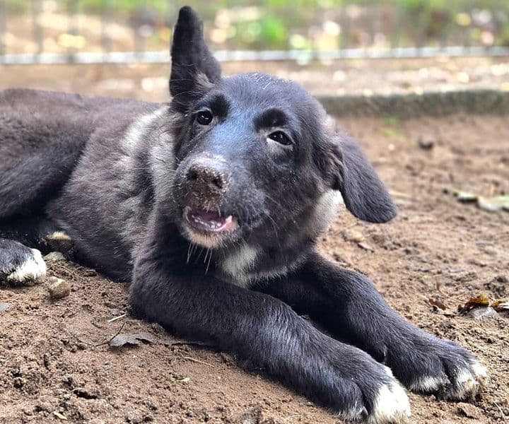 Foto von Dino, unser Gute-Laune-Hund