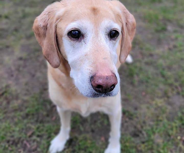 Foto von Hundeoma Diva möchte noch einmal leben (sucht auch eine Endpflegestelle)