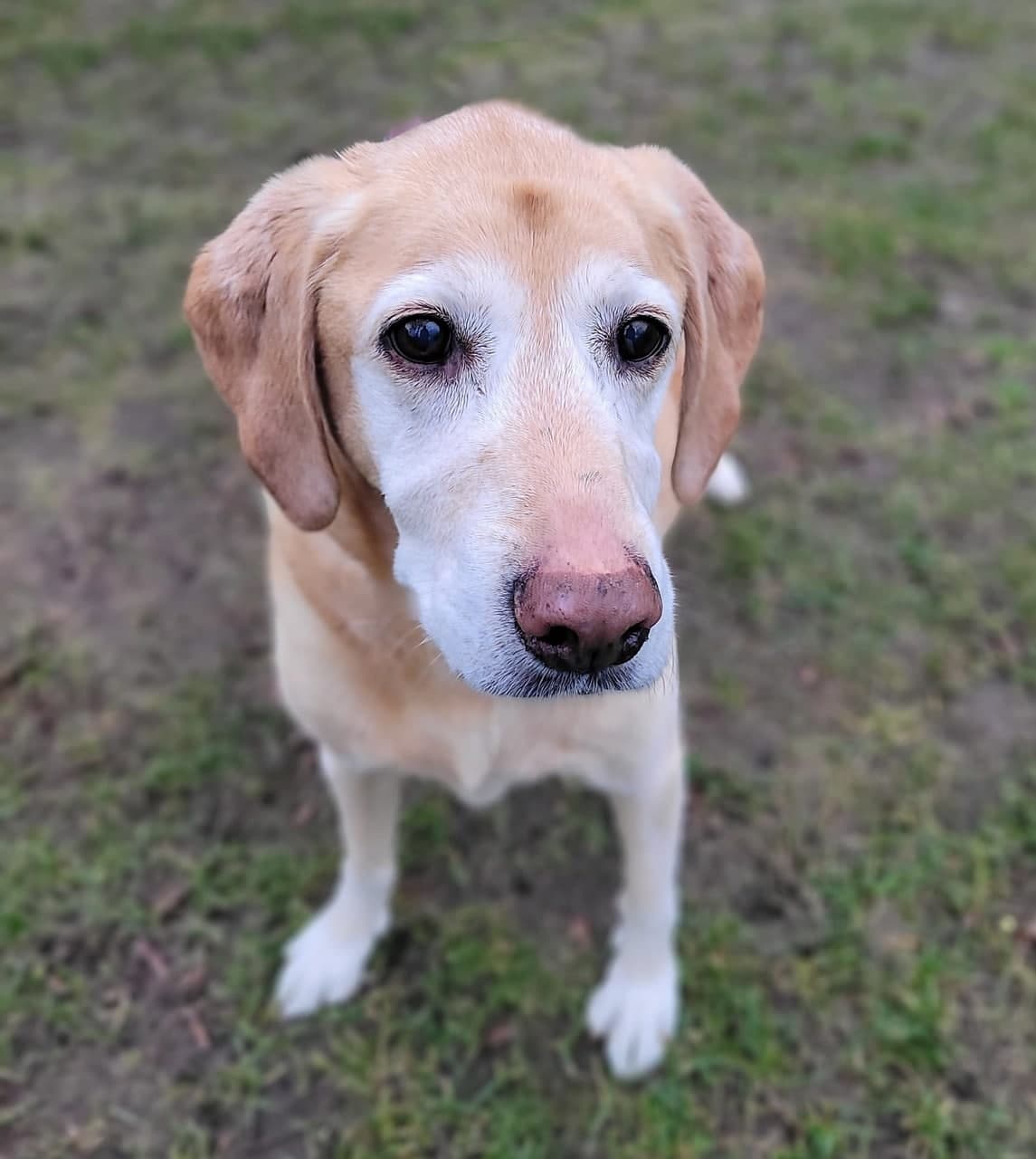 Foto von Hundeoma Diva möchte noch einmal leben (sucht auch eine Endpflegestelle)
