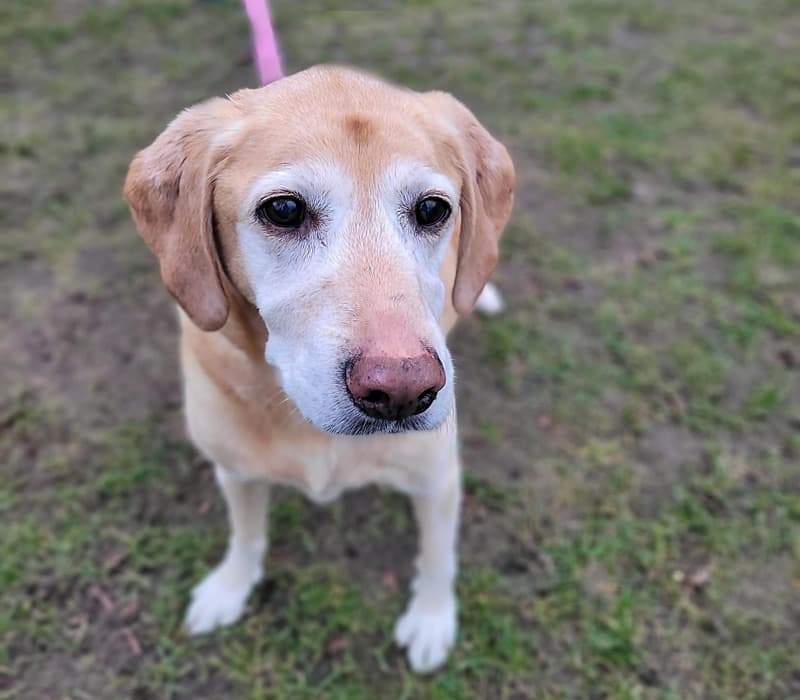 Hunde-Oma Diva sucht wieder eine Gnadenstelle - als Einzelhund