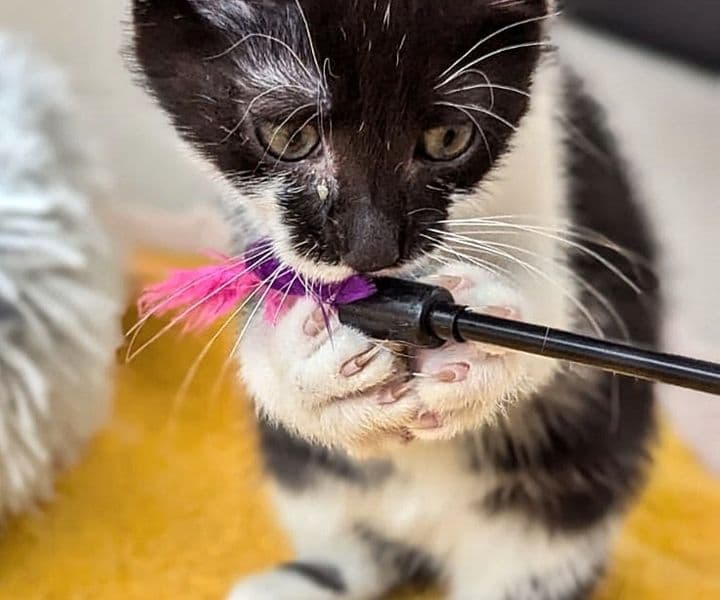 Foto von kleine lebhafte Dörte