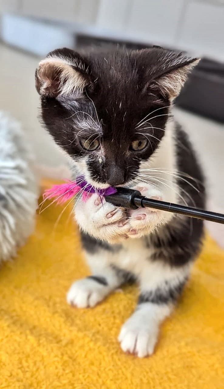 Foto von kleine lebhafte Dörte