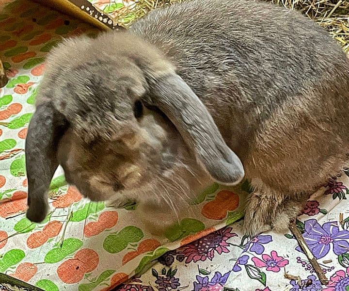 Foto von zutrauliches Schlappohr Dominik