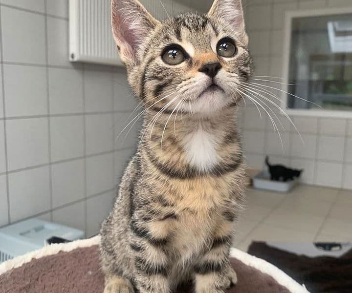 Foto von liebes Katzenkind Donut
