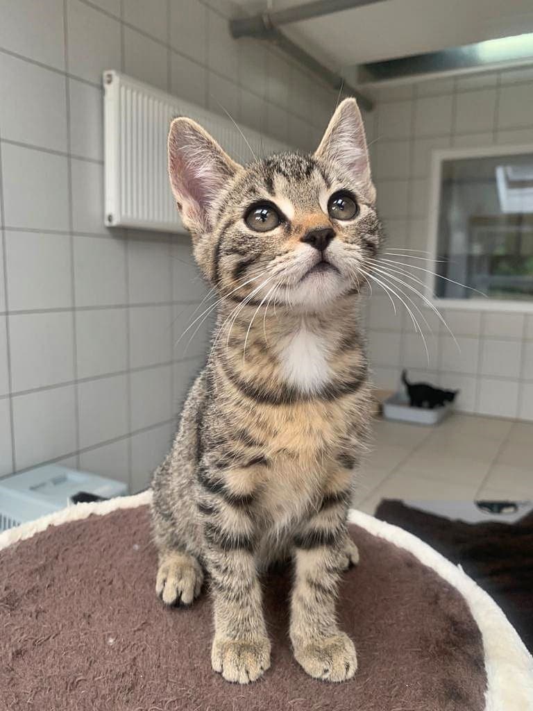 Foto von liebes Katzenkind Donut
