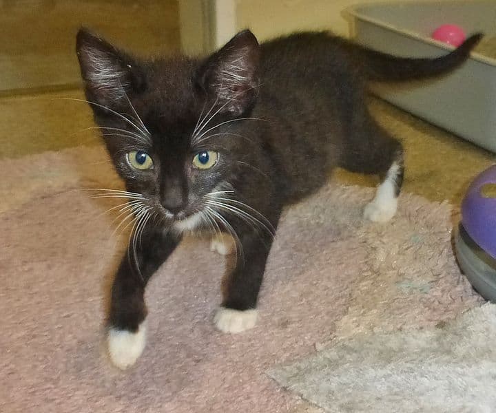 Foto von Drum, schwarzer Kater auf weißen Pfötchen