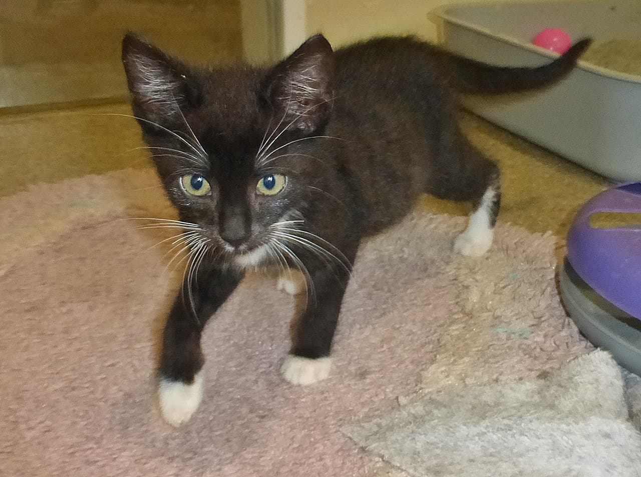 Foto von Drum, schwarzer Kater auf weißen Pfötchen