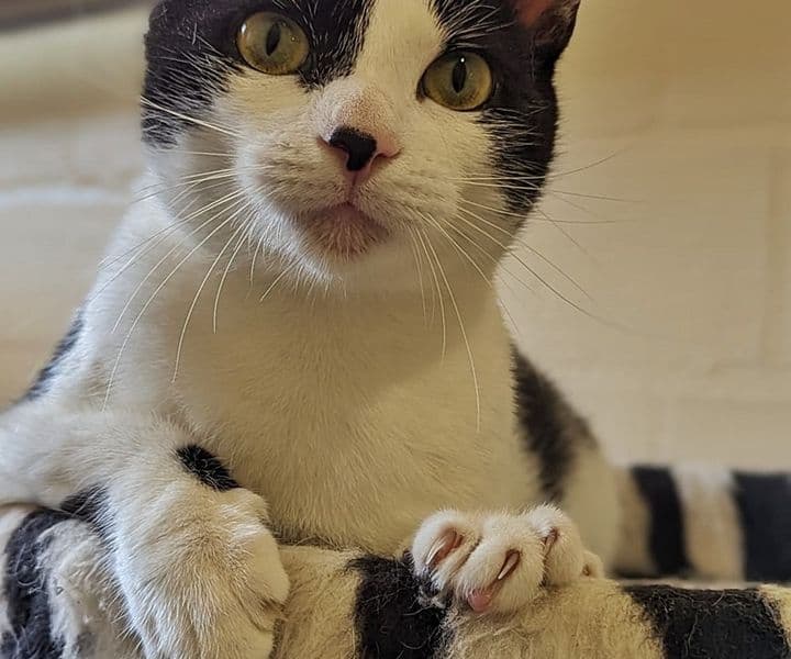 Foto von liebe Schmusekatze Duggy
