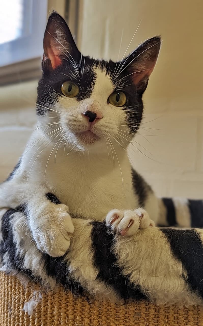 Foto von liebe Schmusekatze Duggy