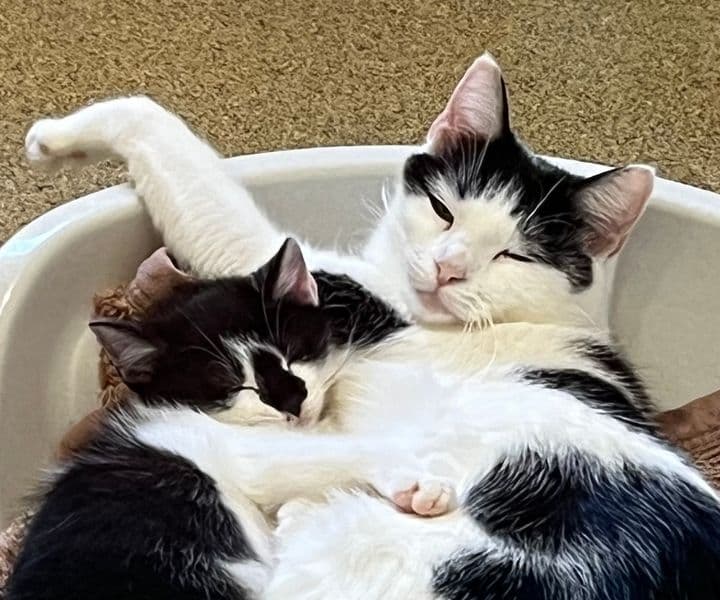 Foto von plüschige Gina und ihre Tochter Dula sehnen sich nach Fürsorge (feline Coronavirus-Träger) - mit Videos