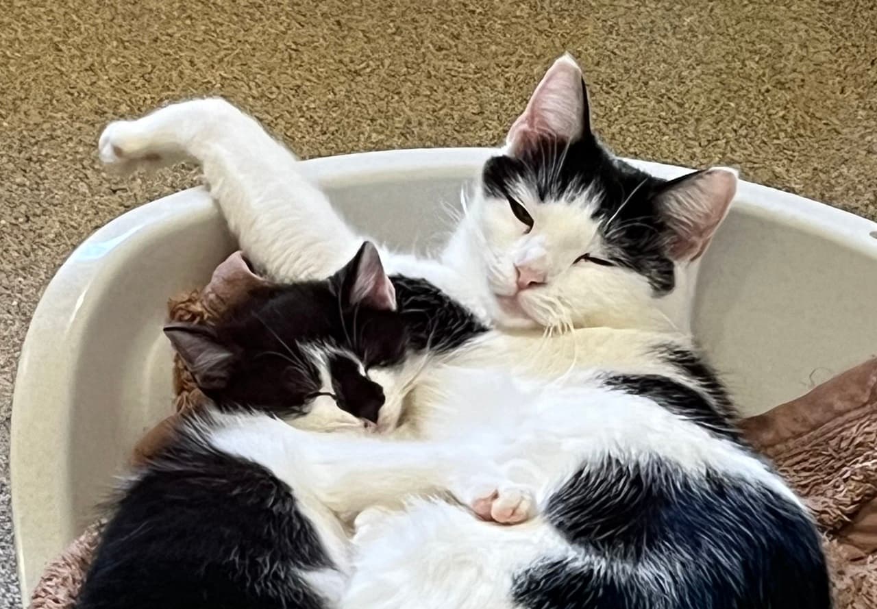 Foto von plüschige Gina und ihre Tochter Dula sehnen sich nach Fürsorge (feline Coronavirus-Träger) - mit Videos