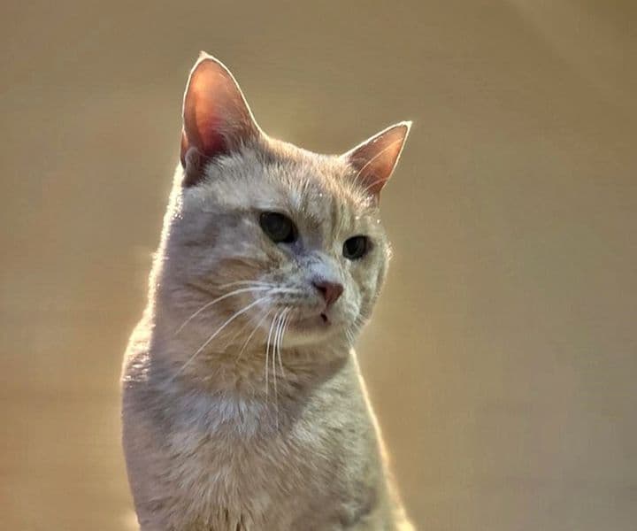 Foto von den armen Dumbledore hat es schwer getroffen (fel. Coronavirus und FIV-pos. getestet)