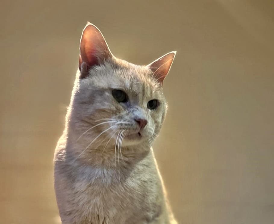 Foto von den armen Dumbledore hat es schwer getroffen (fel. Coronavirus und FIV-pos. getestet)