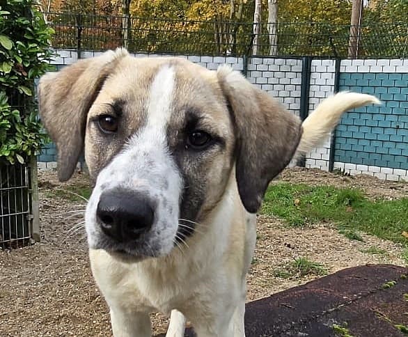 Foto von Duna - lieb und aufgeweckt