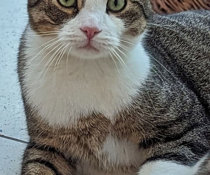 Foto von geduldiges Zuhause für Dylan gesucht