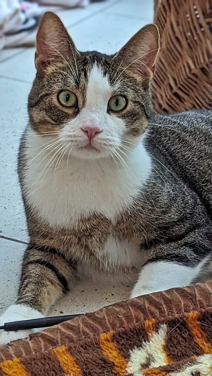 Foto von geduldiges Zuhause für Dylan gesucht
