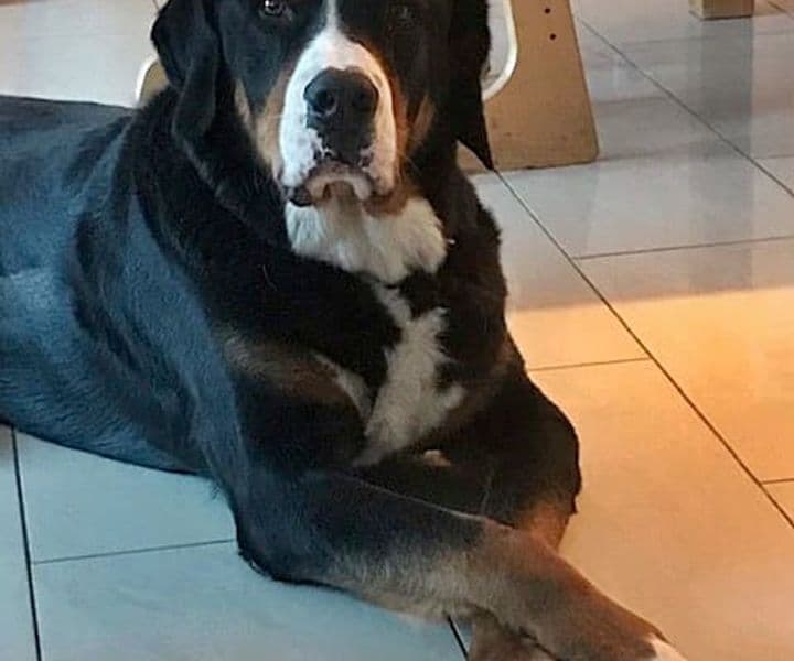 Foto von Gemütlicher Eddy - noch im eigenen Zuhause