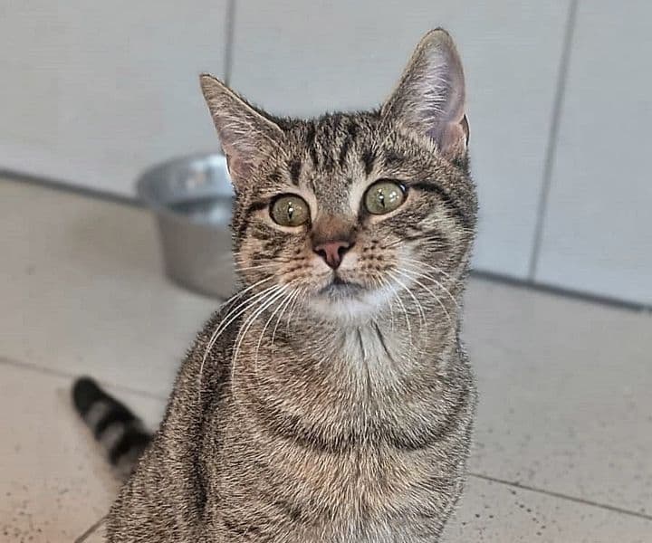 Foto von verspielte Grautigerin Edna
