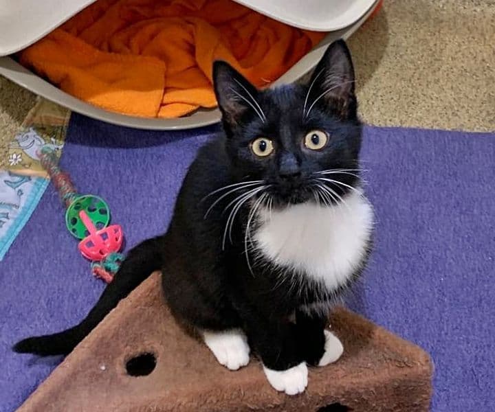 Foto von freundliches Katzenmädchen Elea