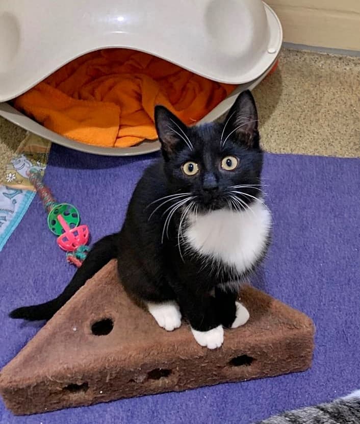 Foto von freundliches Katzenmädchen Elea