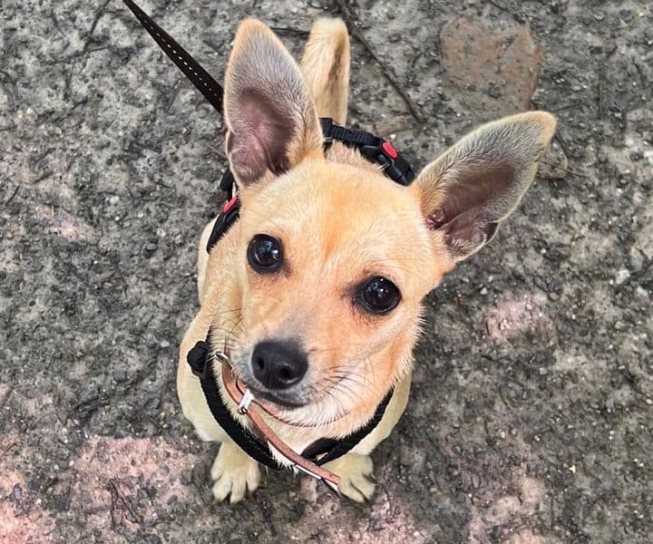 Foto von Ellie, unsere "große" Kleine